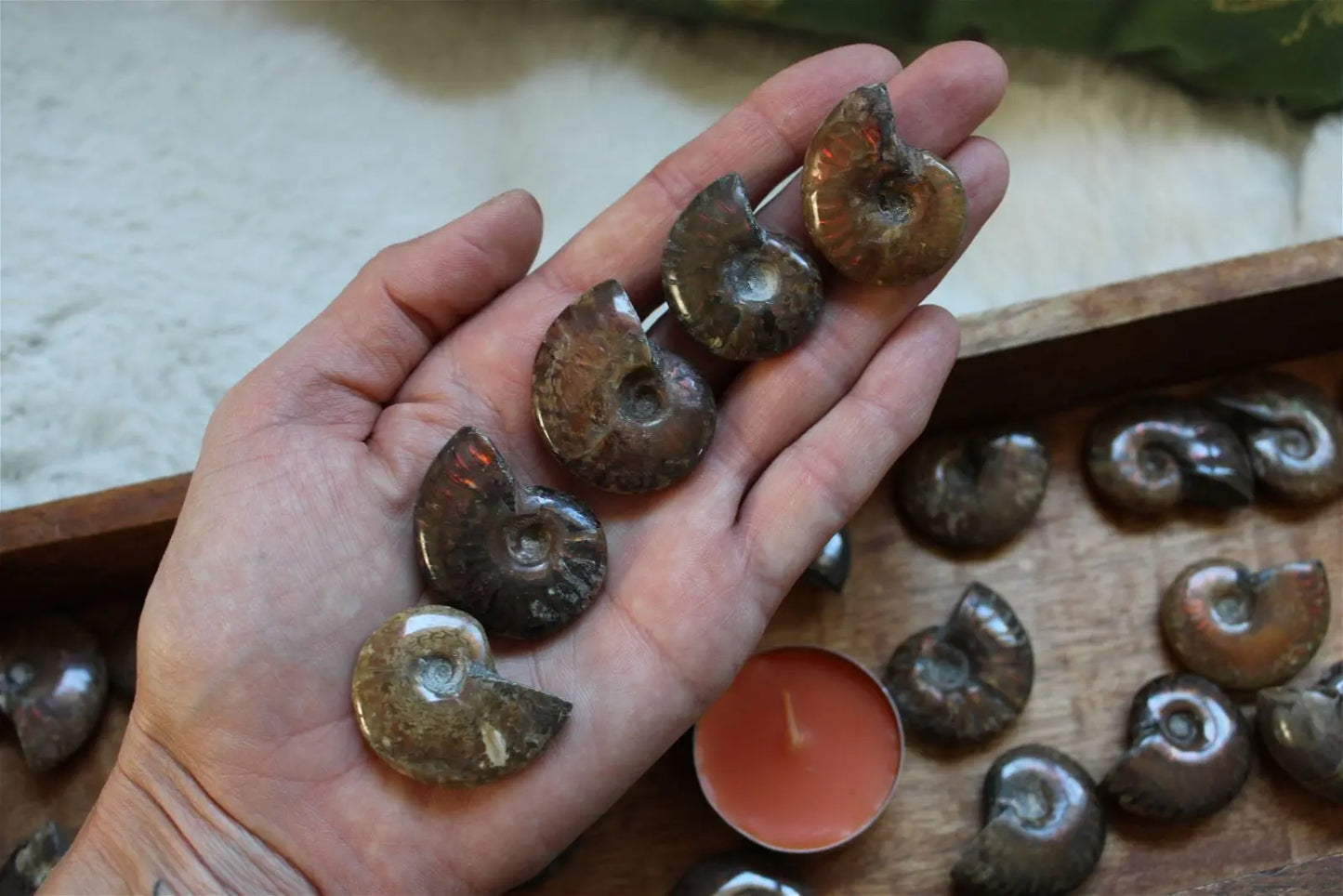 1 ammonite double face - Aurore Lune