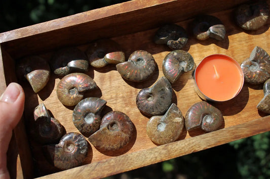 1 ammonite double face - Aurore Lune