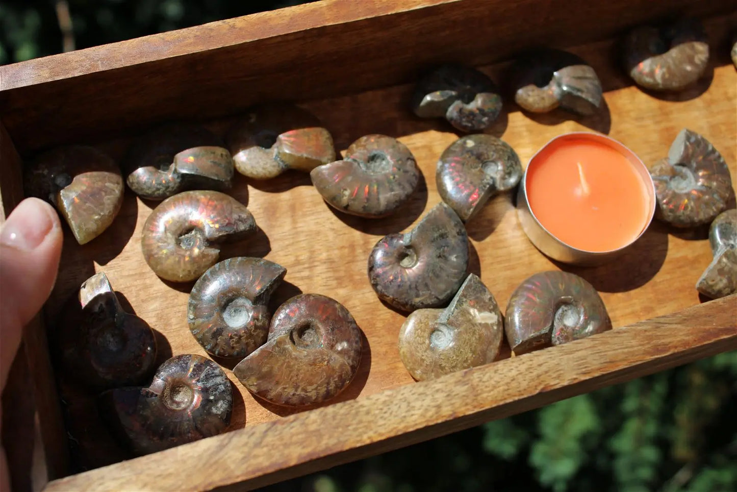 1 ammonite double face - Aurore Lune