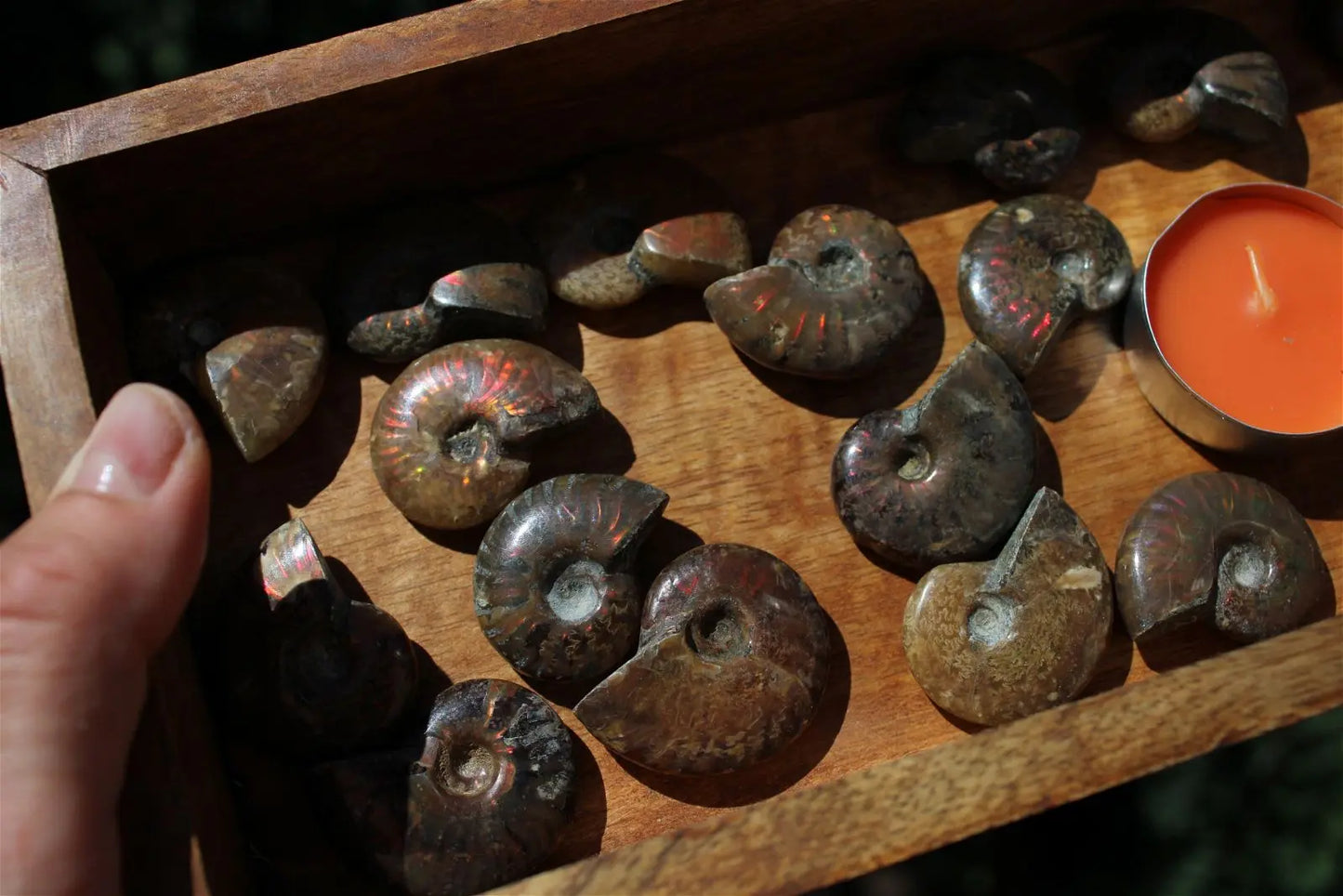 1 ammonite double face - Aurore Lune