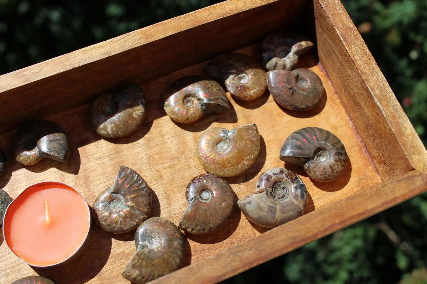 1 ammonite double face - Aurore Lune