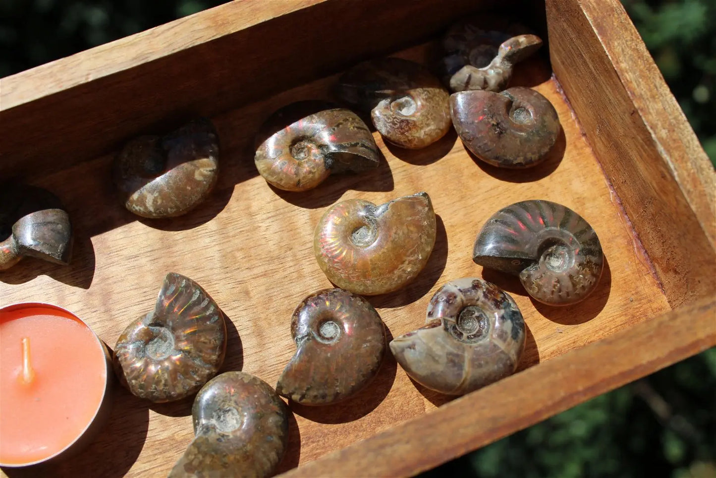 1 ammonite double face - Aurore Lune
