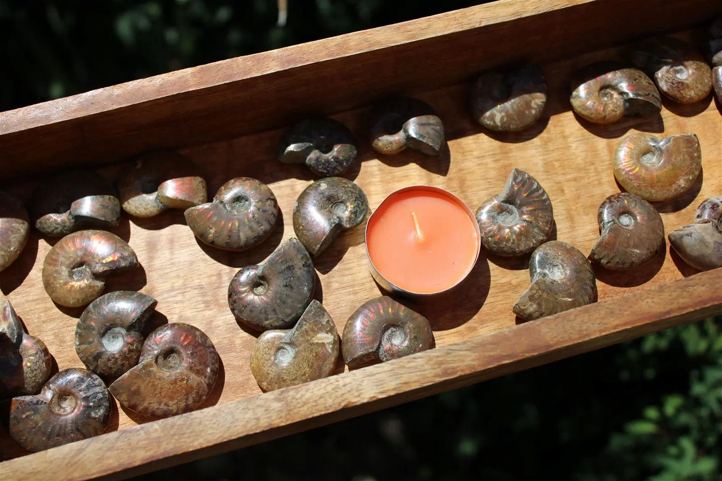 1 ammonite double face - Aurore Lune