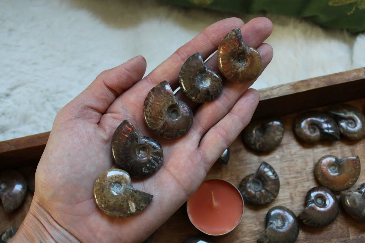 1 ammonite double face - Aurore Lune