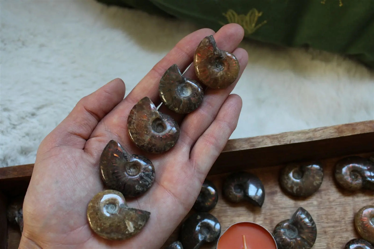1 ammonite double face - Aurore Lune