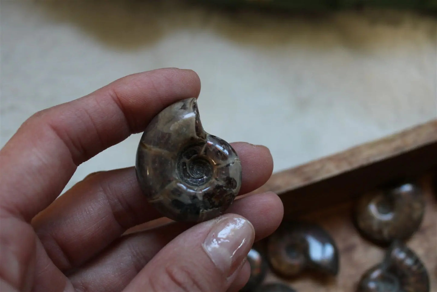 1 ammonite double face - Aurore Lune