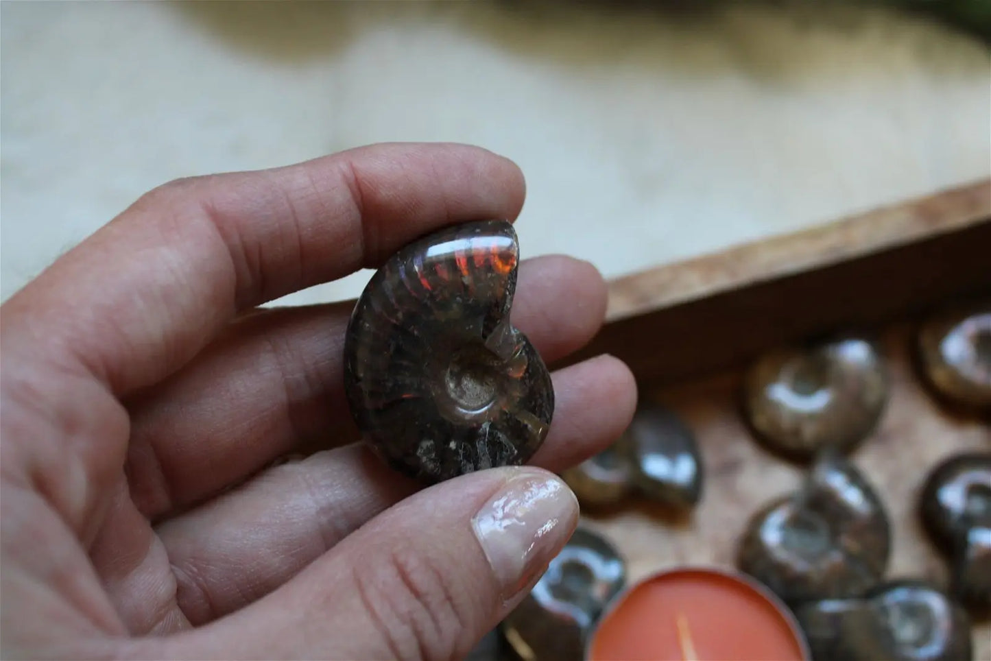 1 ammonite double face - Aurore Lune