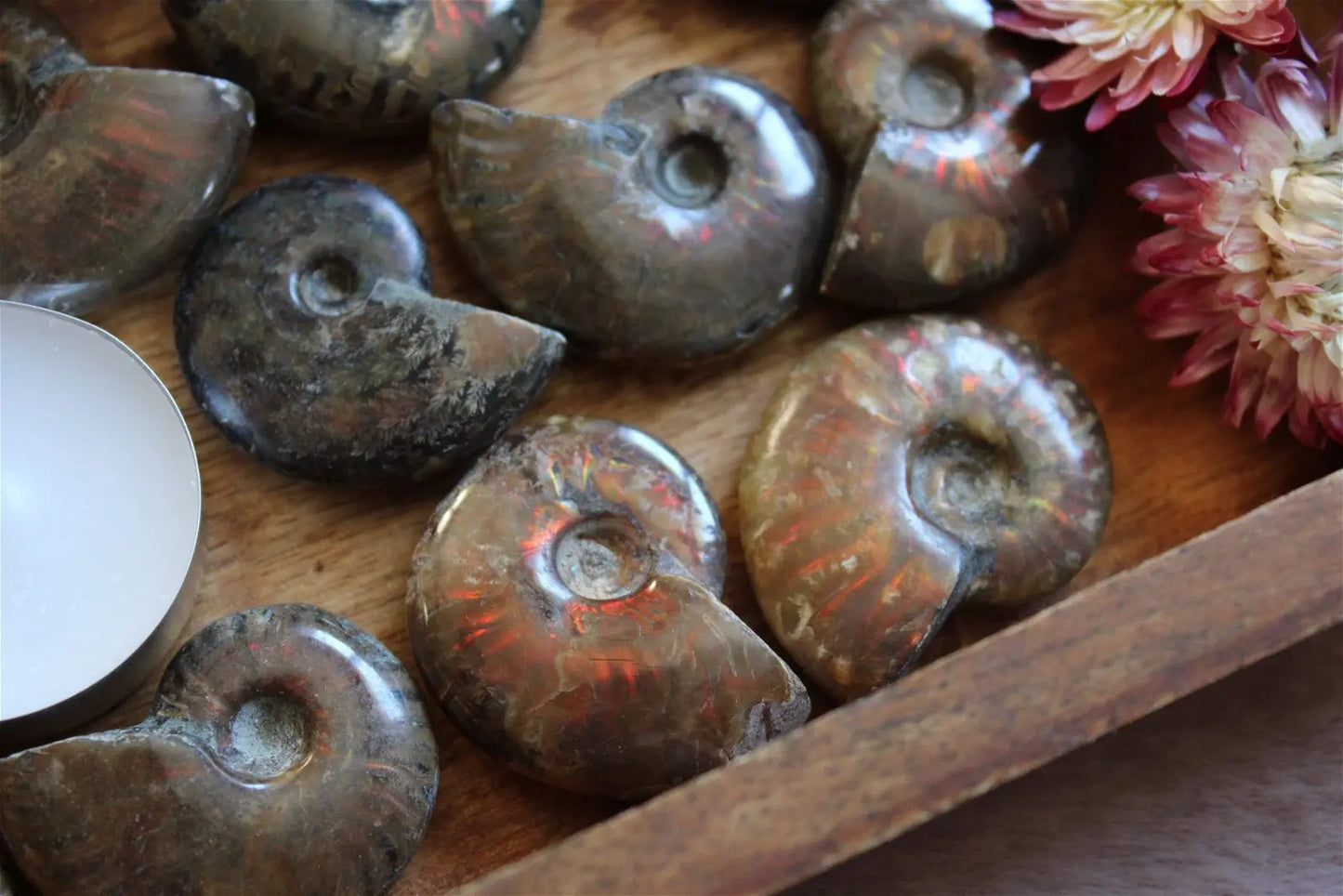 1 ammonite double face - Aurore Lune