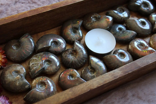 1 ammonite double face - Aurore Lune