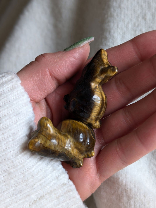 1 chat en oeil de tigre - Aurore Lune