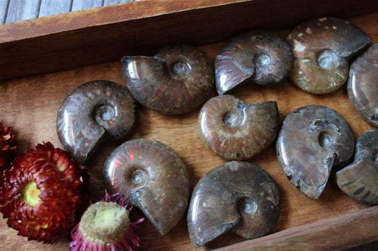 1 grande ammonite double face - Aurore Lune