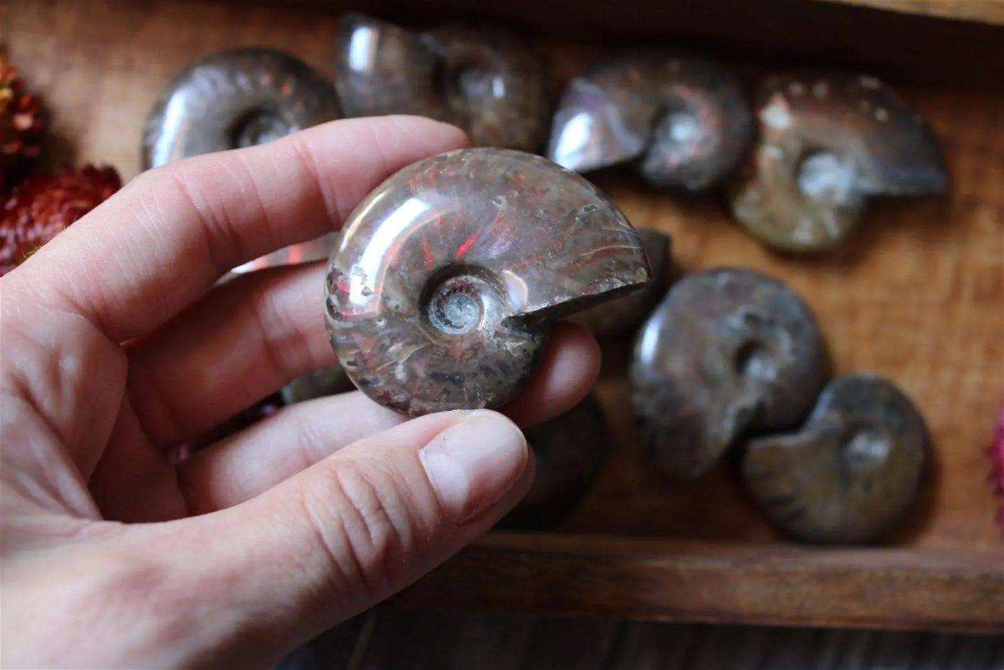 1 grande ammonite double face - Aurore Lune