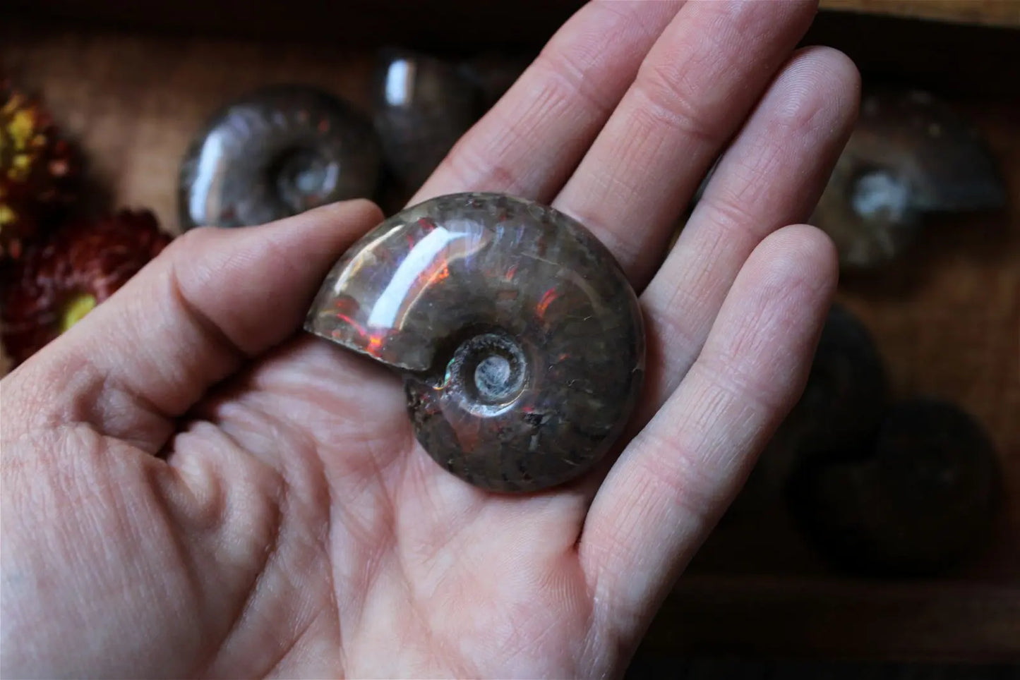 1 grande ammonite double face - Aurore Lune