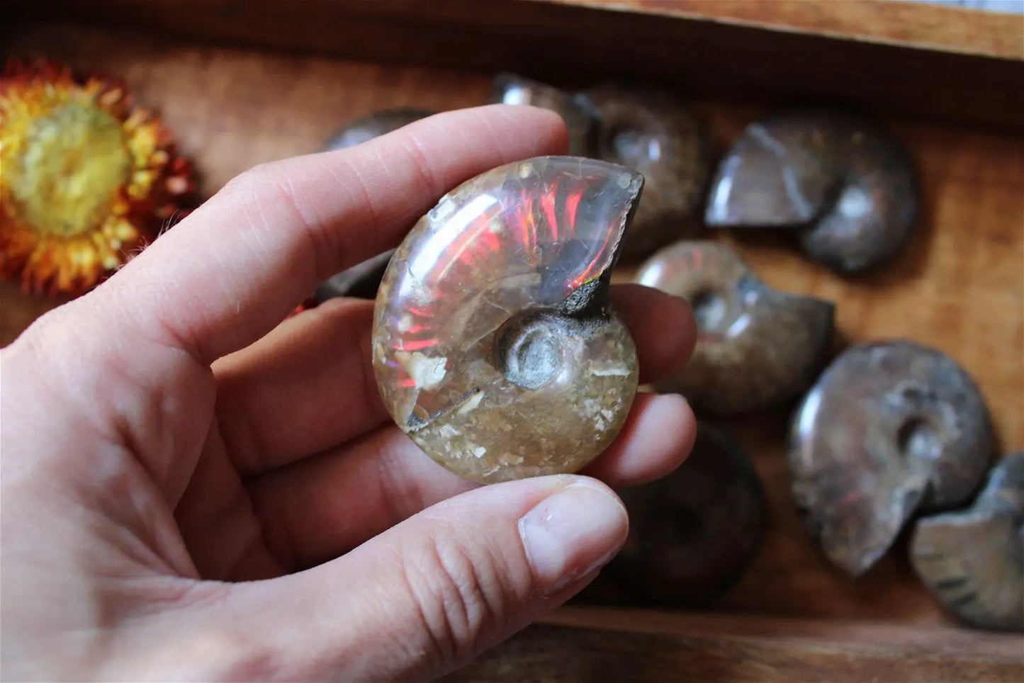 1 grande ammonite double face - Aurore Lune