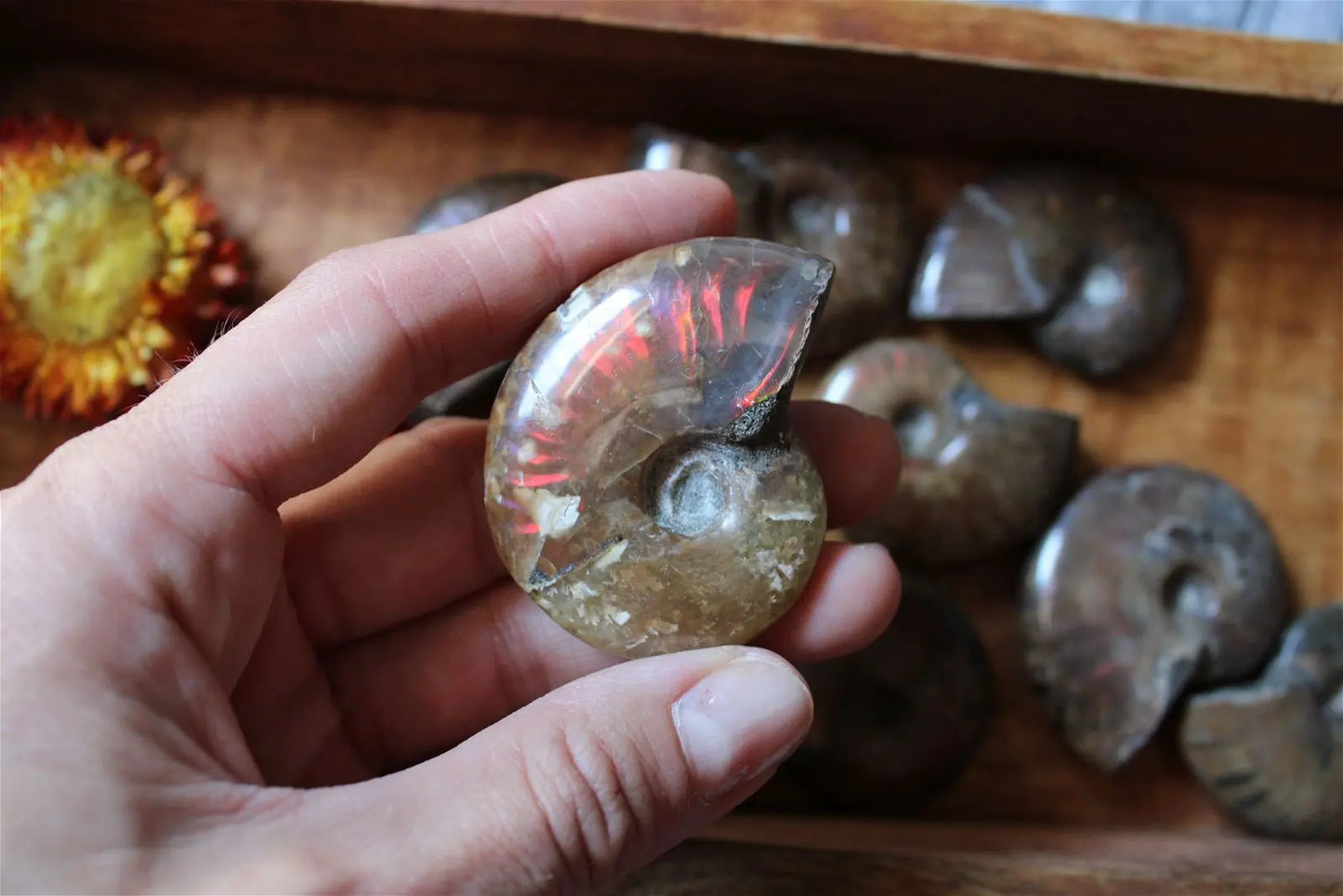 1 grande ammonite double face - Aurore Lune