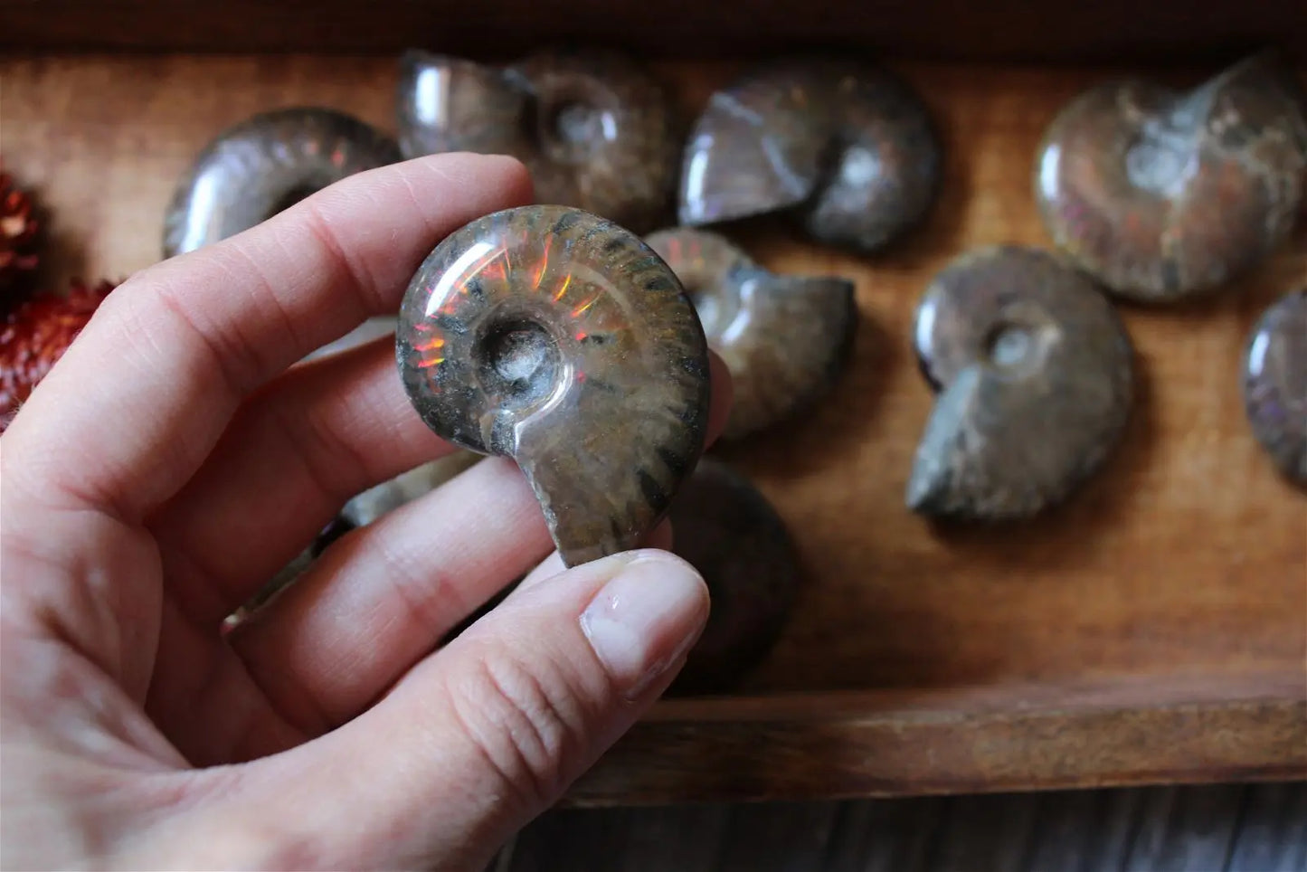 1 grande ammonite double face - Aurore Lune