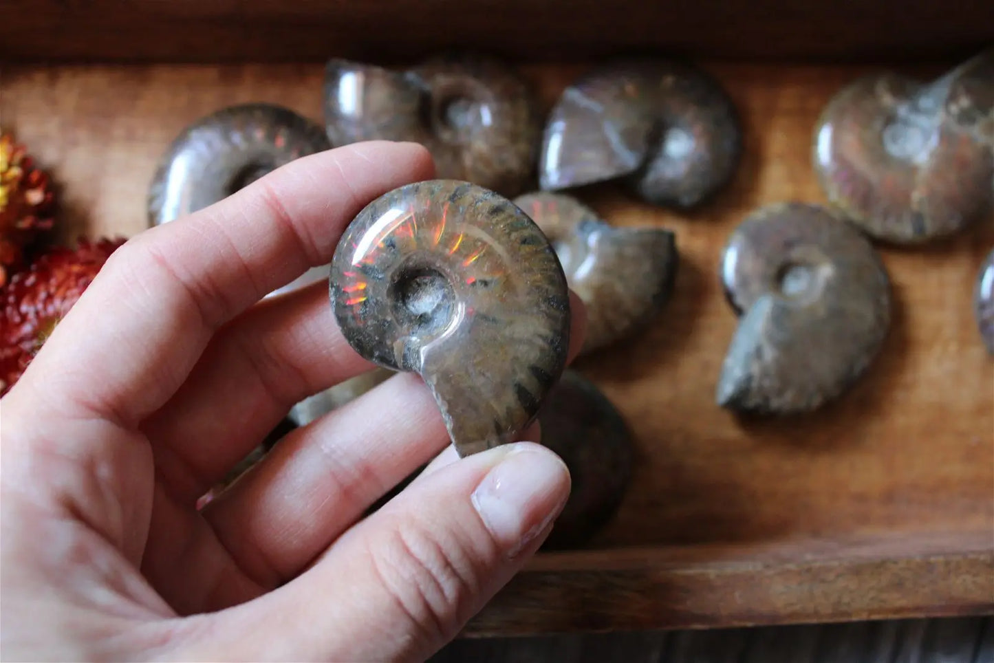 1 grande ammonite double face - Aurore Lune