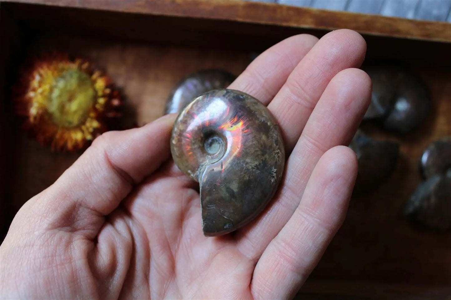 1 grande ammonite double face - Aurore Lune