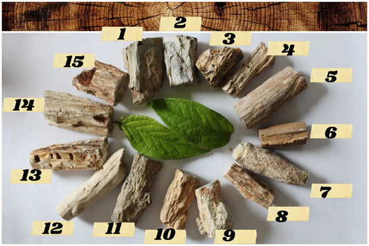 1 morceau de bois fossile - Aurore Lune