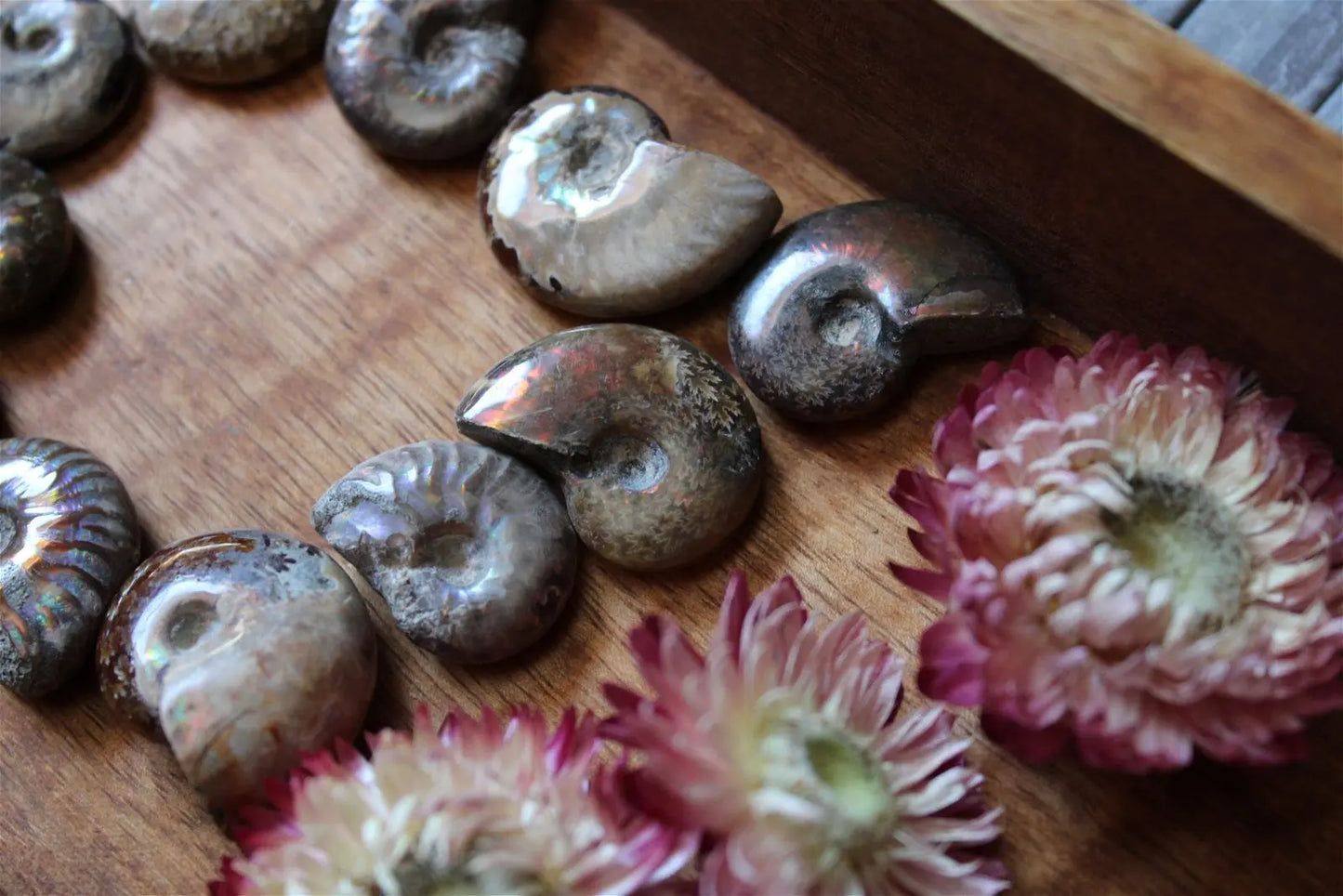 1 petite ammonite double face - Aurore Lune