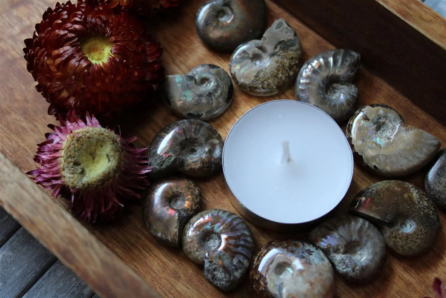 1 petite ammonite double face - Aurore Lune
