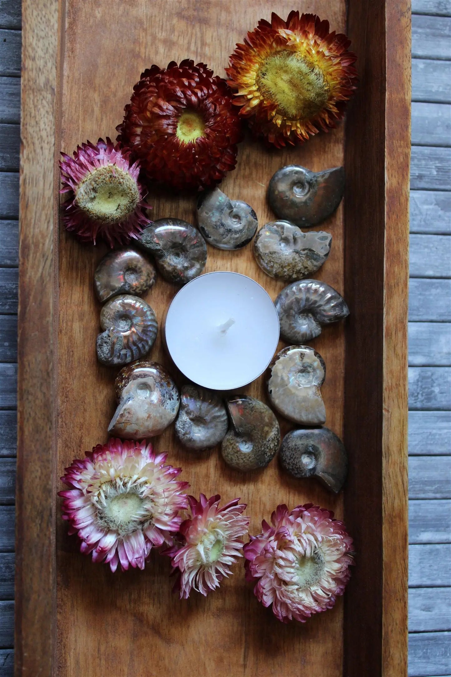 1 petite ammonite double face - Aurore Lune