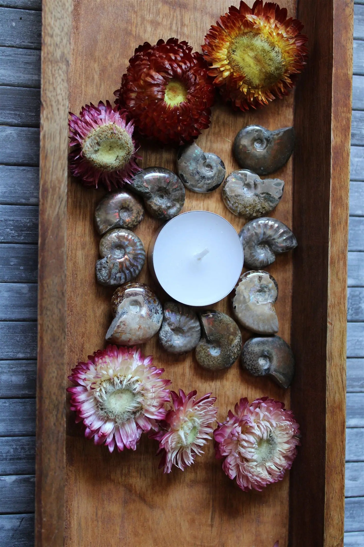 1 petite ammonite double face - Aurore Lune