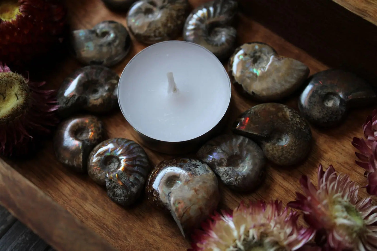 1 petite ammonite double face - Aurore Lune