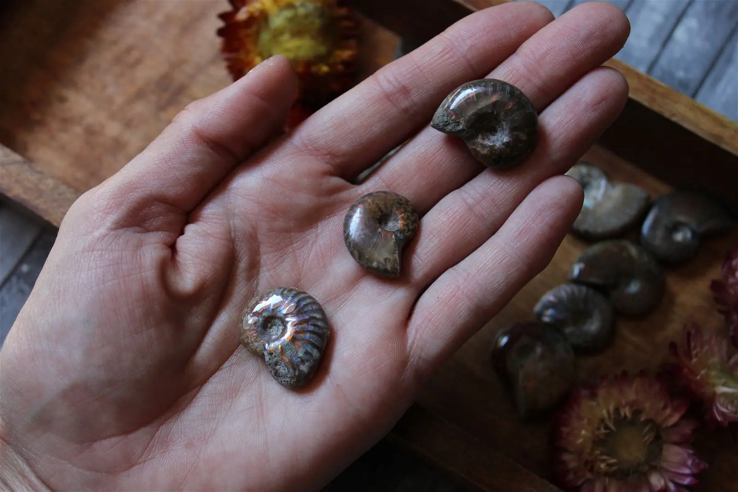1 petite ammonite double face - Aurore Lune