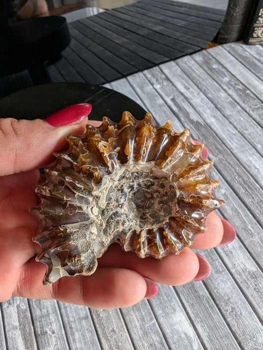 Ammonite fossile douvilleiceras mammillatum - Aurore Lune