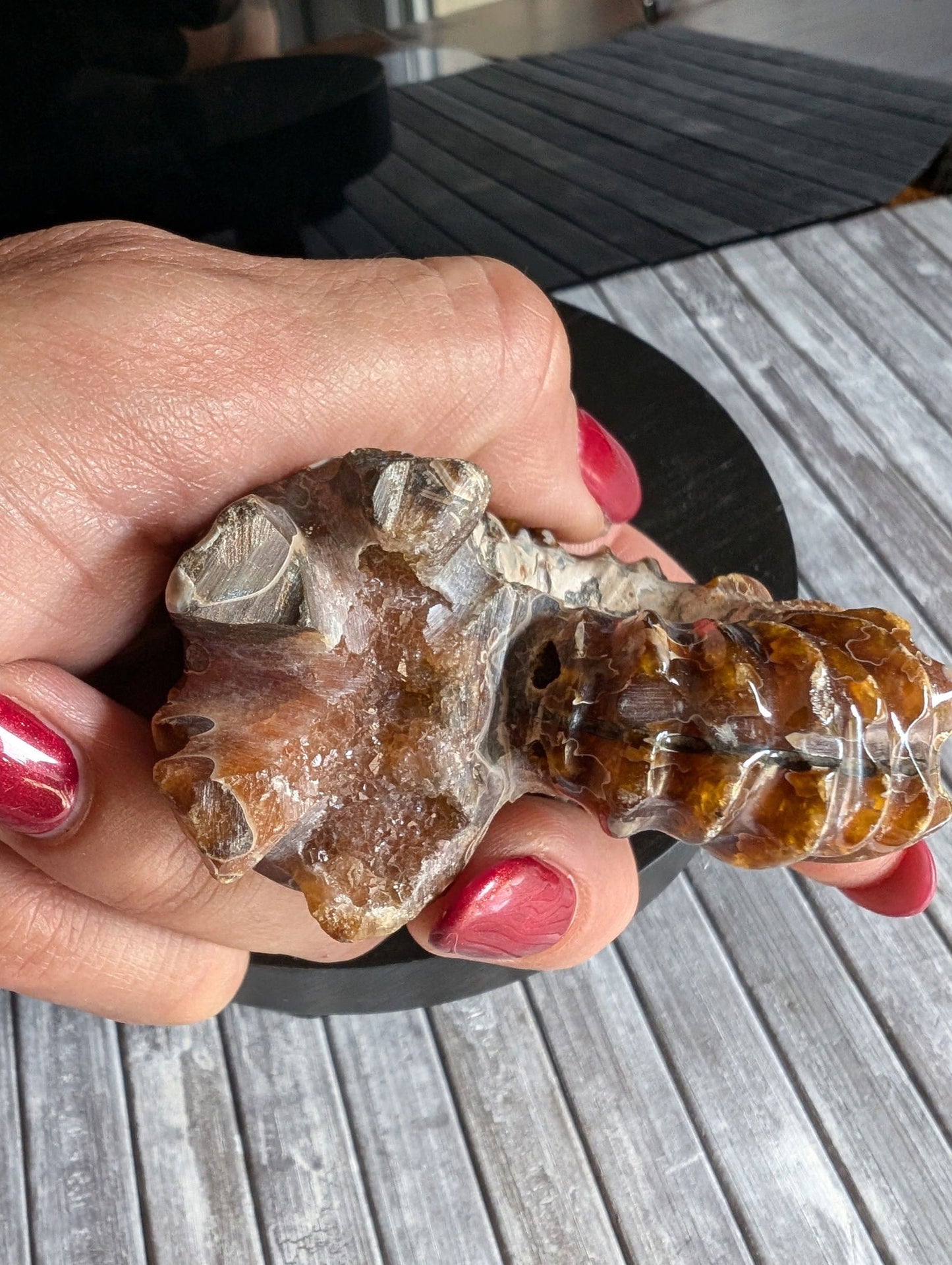 Ammonite fossile douvilleiceras mammillatum - Aurore Lune