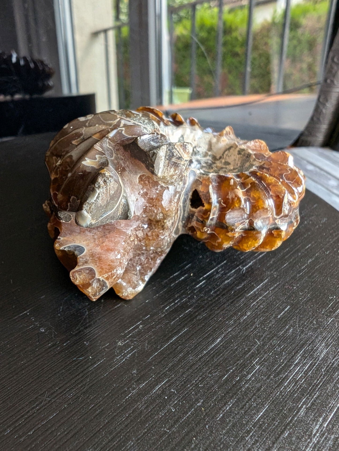 Ammonite fossile douvilleiceras mammillatum - Aurore Lune
