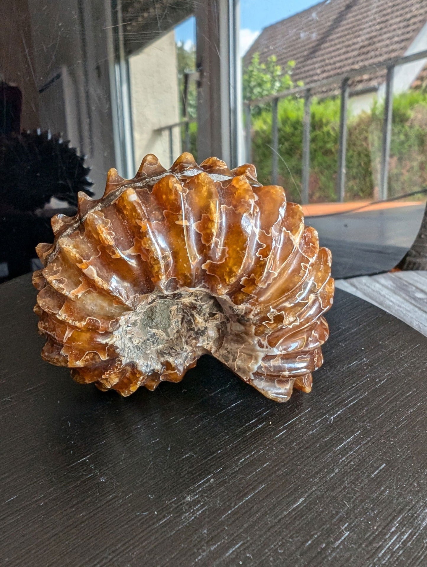 Ammonite fossile douvilleiceras mammillatum - Aurore Lune