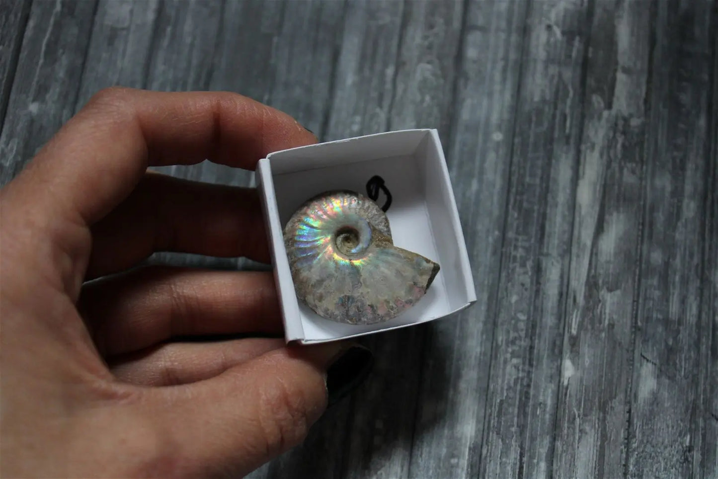 Ammonite nacrée naturelle AU CHOIX - Aurore Lune