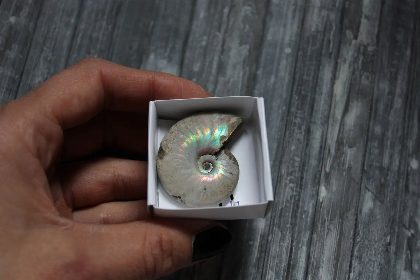 Ammonite nacrée naturelle AU CHOIX - Aurore Lune