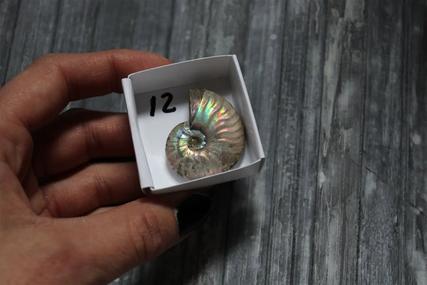Ammonite nacrée naturelle AU CHOIX - Aurore Lune
