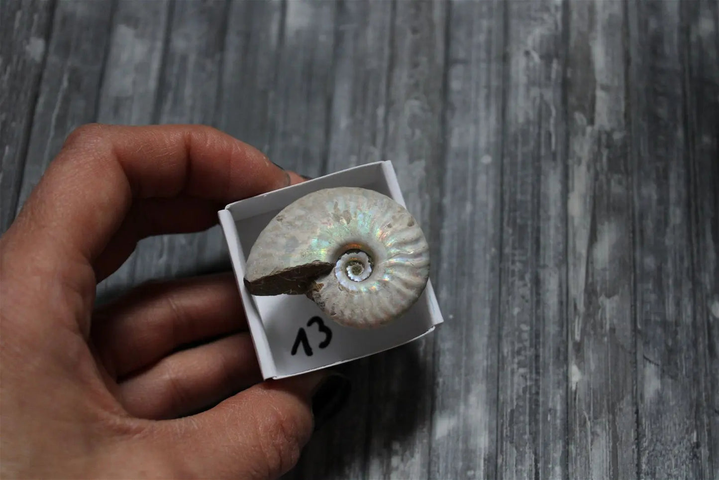 Ammonite nacrée naturelle AU CHOIX - Aurore Lune