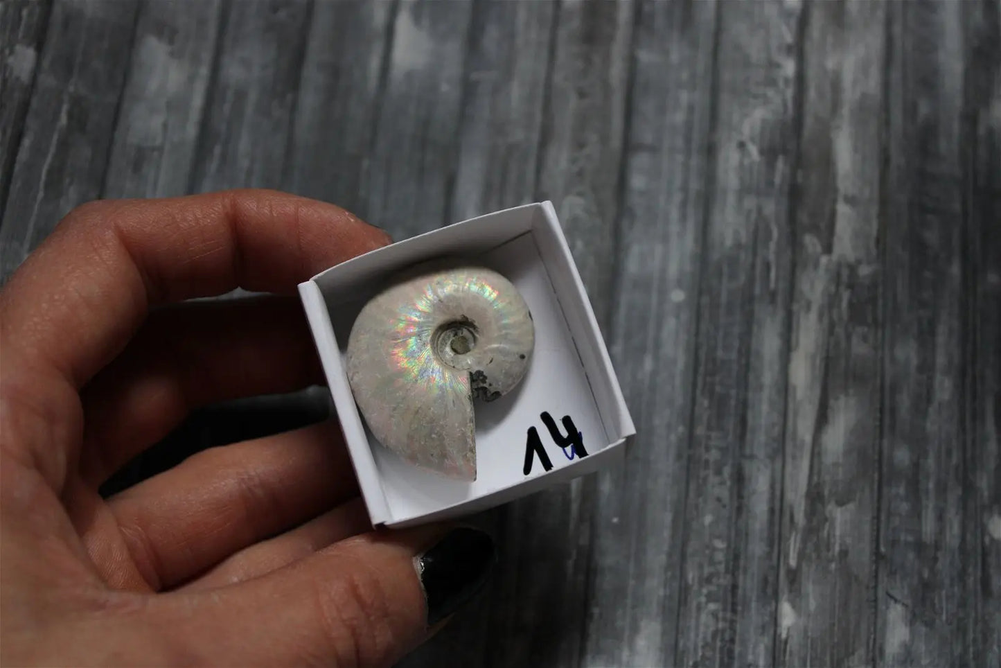 Ammonite nacrée naturelle AU CHOIX - Aurore Lune