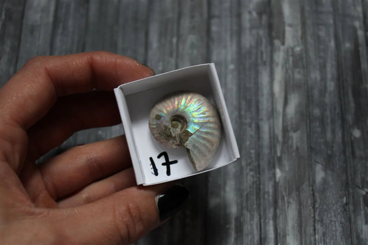 Ammonite nacrée naturelle AU CHOIX - Aurore Lune