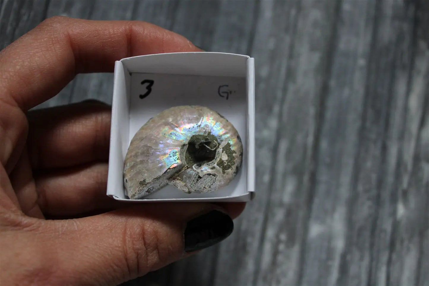 Ammonite nacrée naturelle AU CHOIX - Aurore Lune