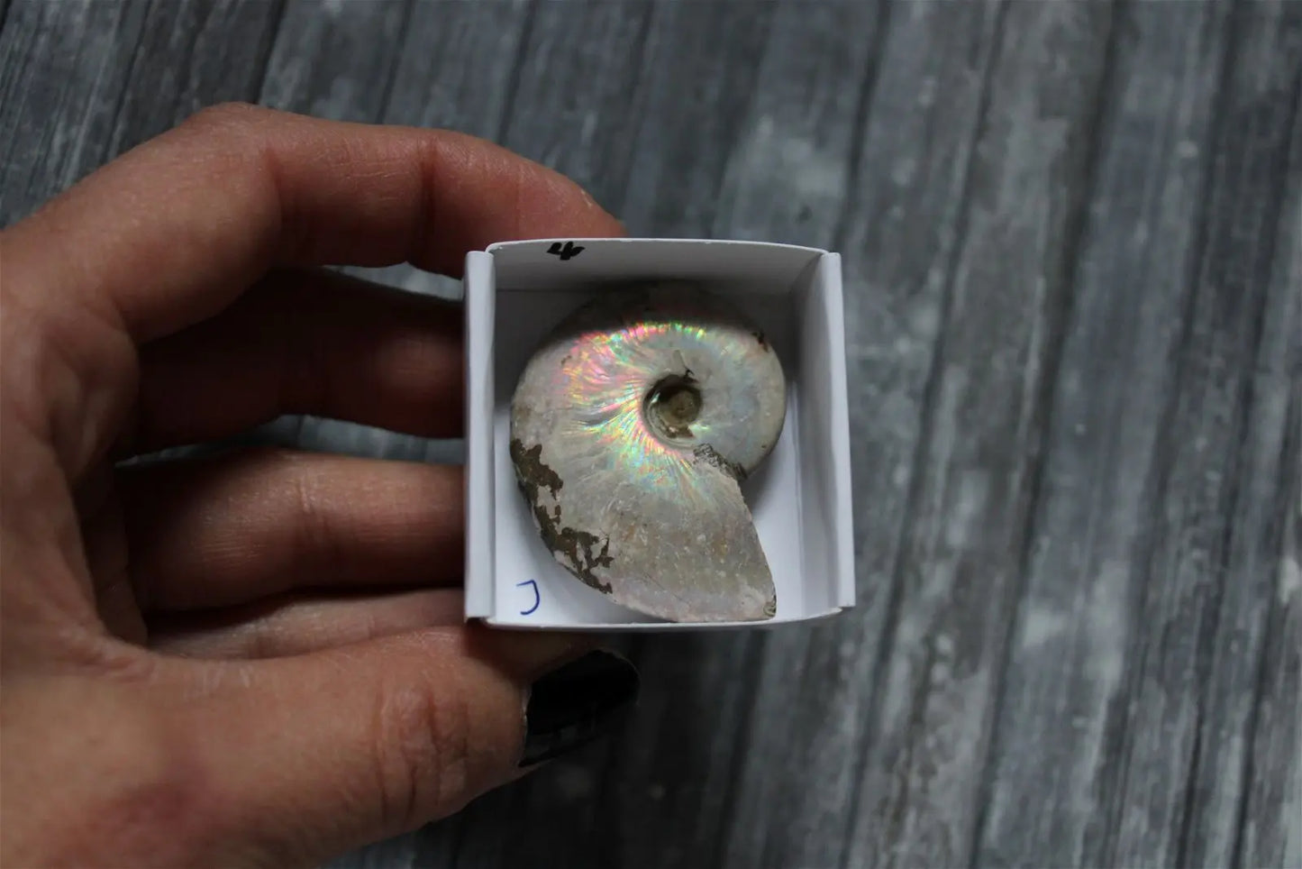 Ammonite nacrée naturelle AU CHOIX - Aurore Lune