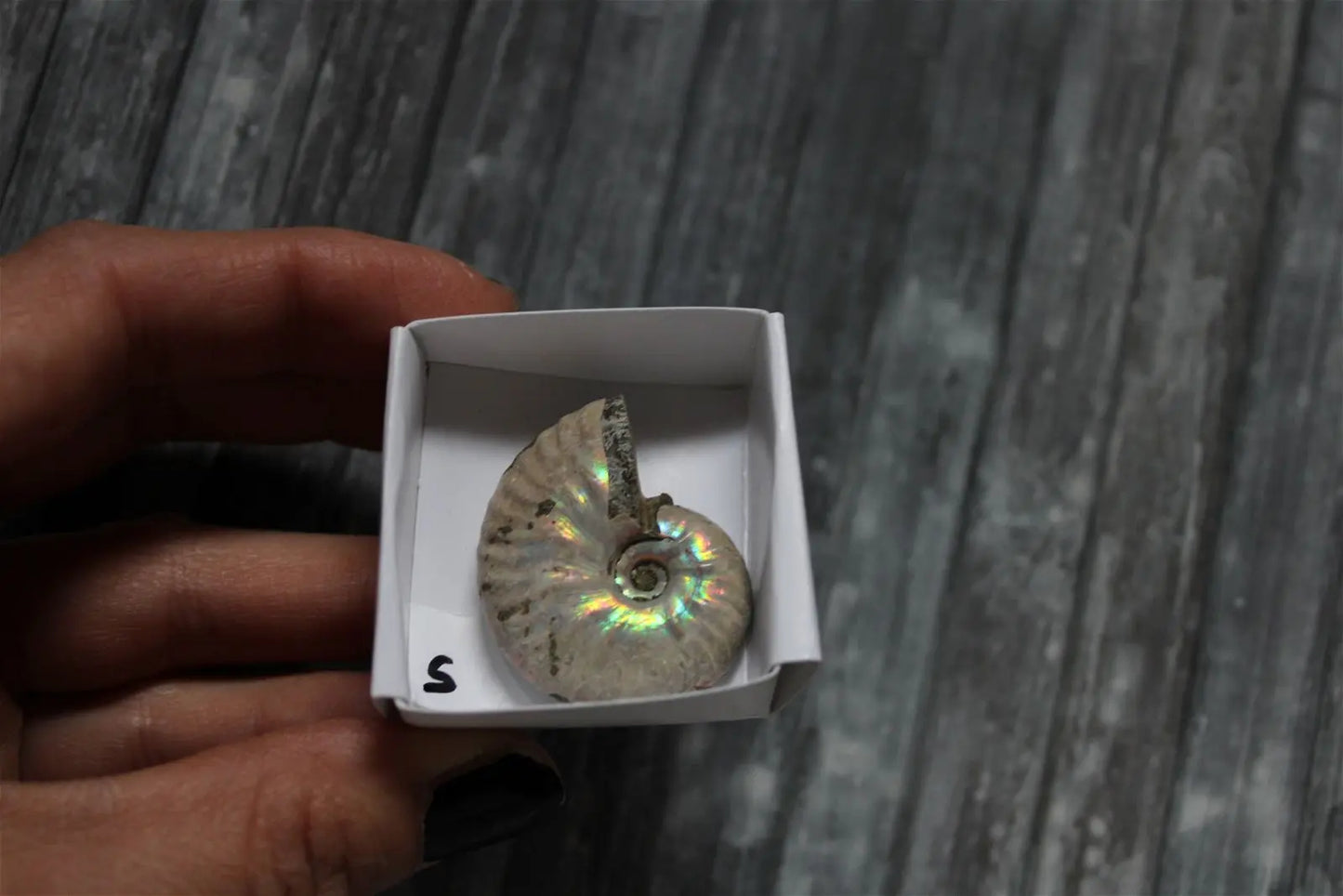 Ammonite nacrée naturelle AU CHOIX - Aurore Lune