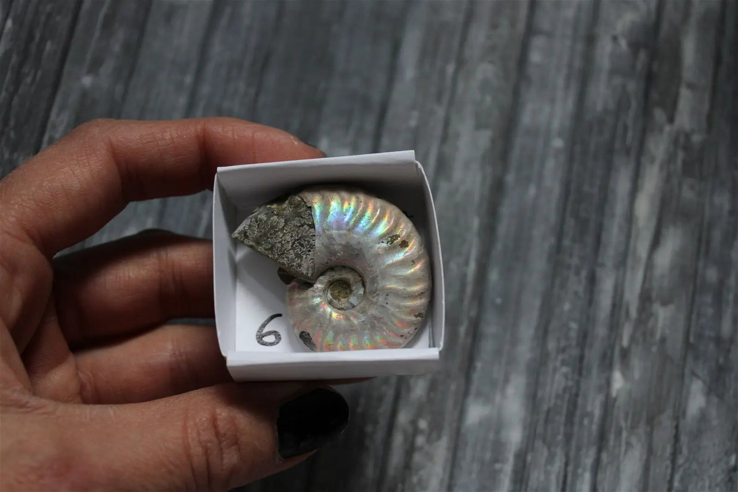 Ammonite nacrée naturelle AU CHOIX - Aurore Lune