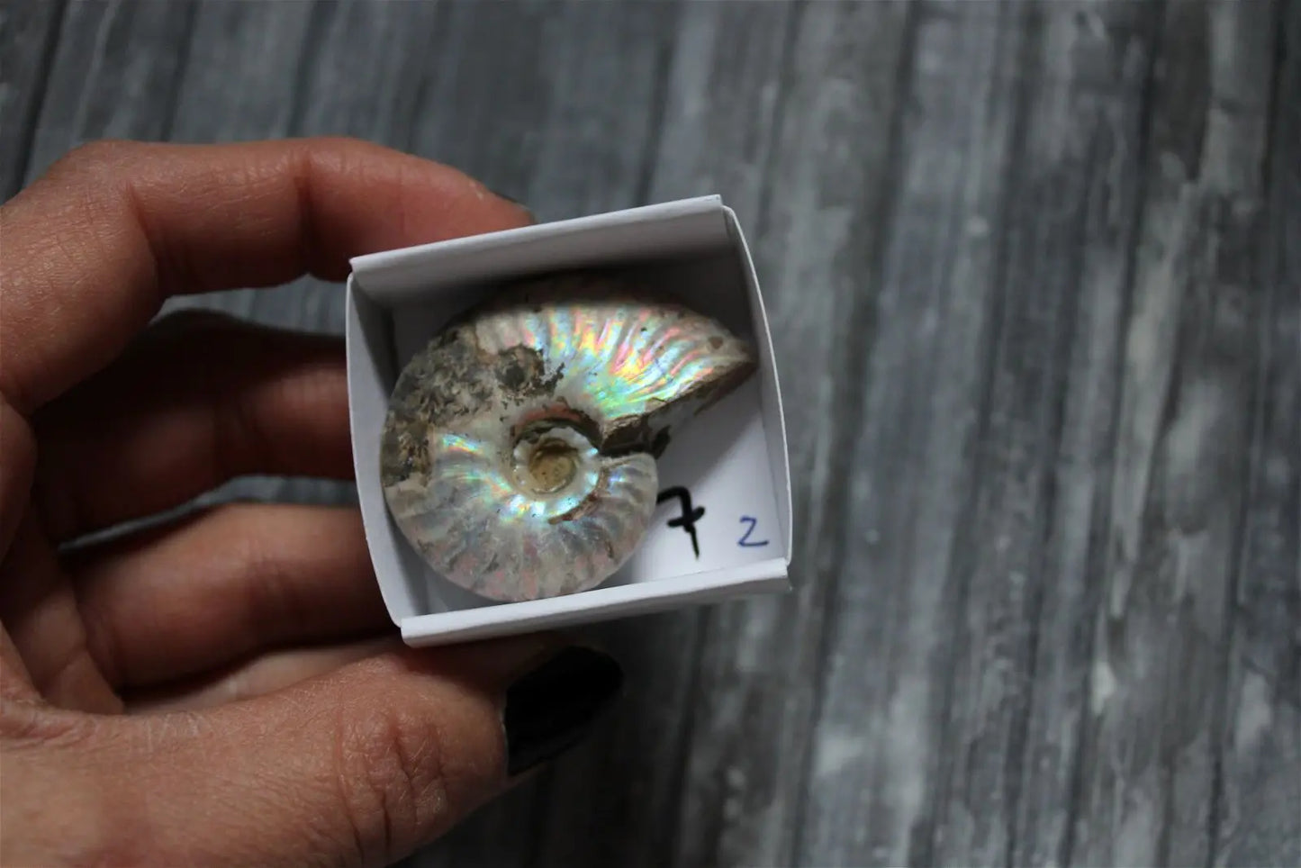 Ammonite nacrée naturelle AU CHOIX - Aurore Lune
