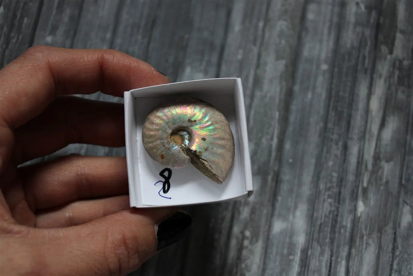 Ammonite nacrée naturelle AU CHOIX - Aurore Lune