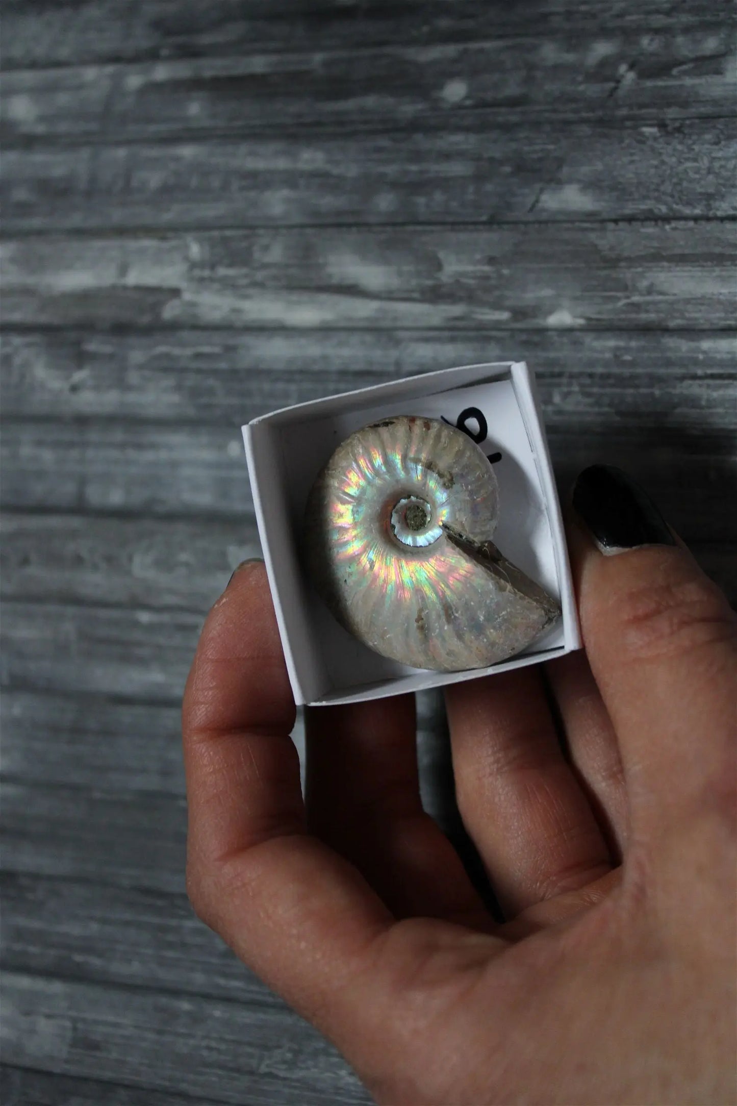 Ammonite nacrée naturelle AU CHOIX - Aurore Lune