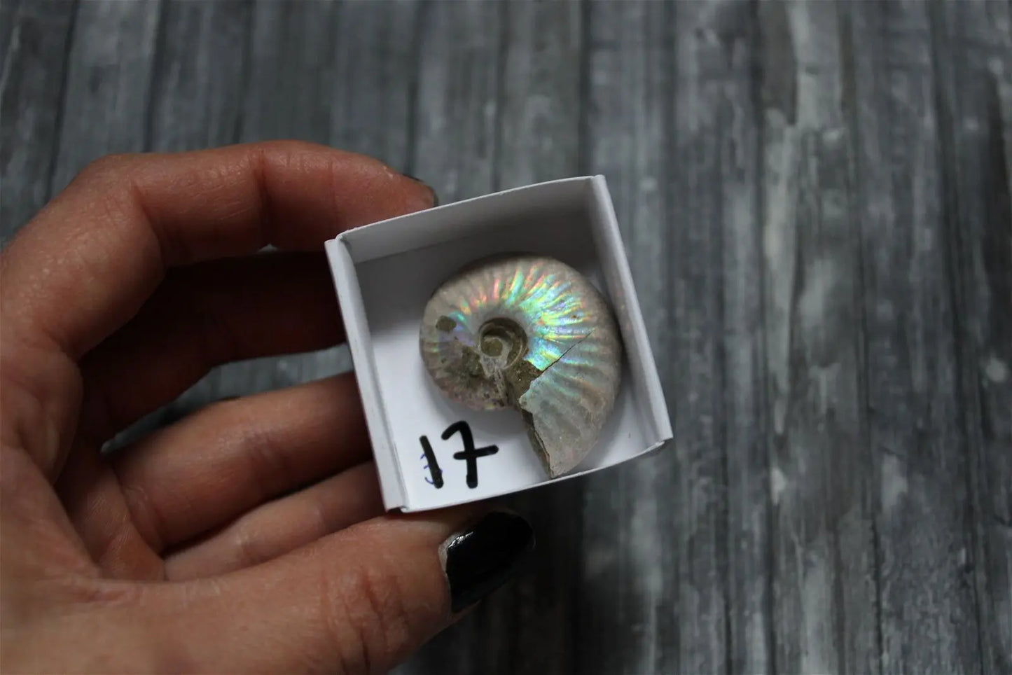 Ammonite nacrée naturelle AU CHOIX - Aurore Lune