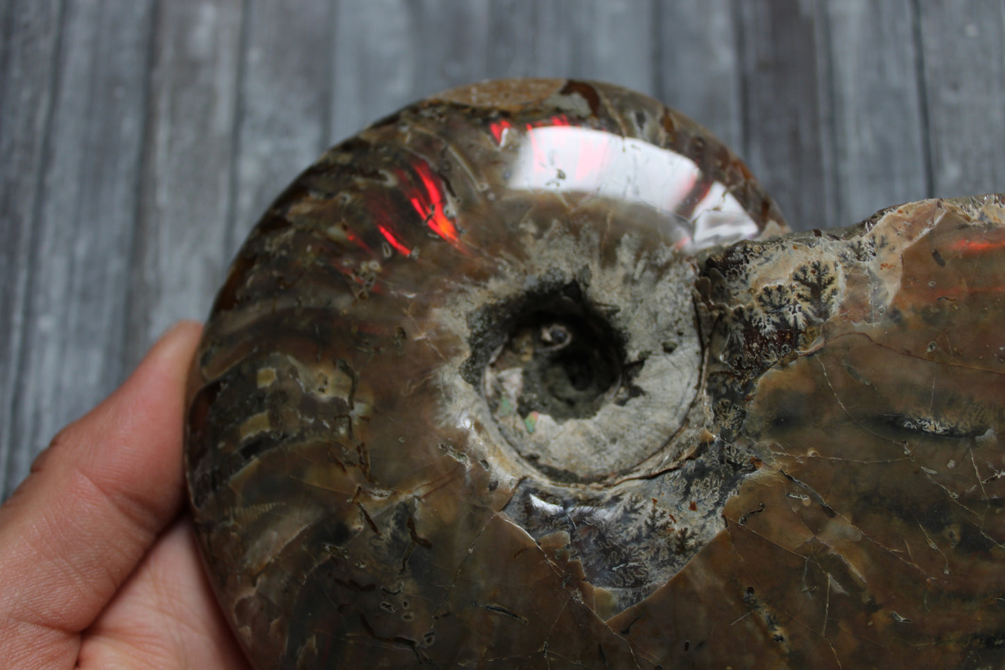 1 conque ammonite arc en ciel entière  - choisir COLIS