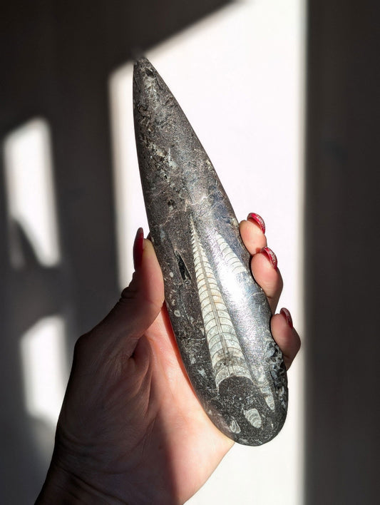 Orthoceras du Maroc photos contractuelles - Aurore Lune