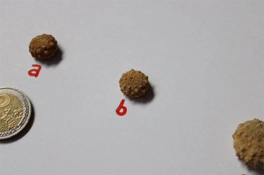 Oursin fossile Landaville 88 AU CHOIX france - Aurore Lune